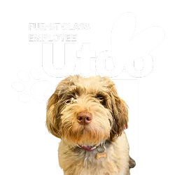 Utoo – Premier employé à poils